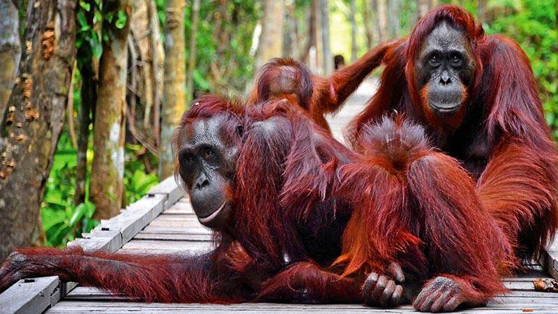 5 Aktivitas Paling Menarik Di Taman Nasional Tanjung Puting